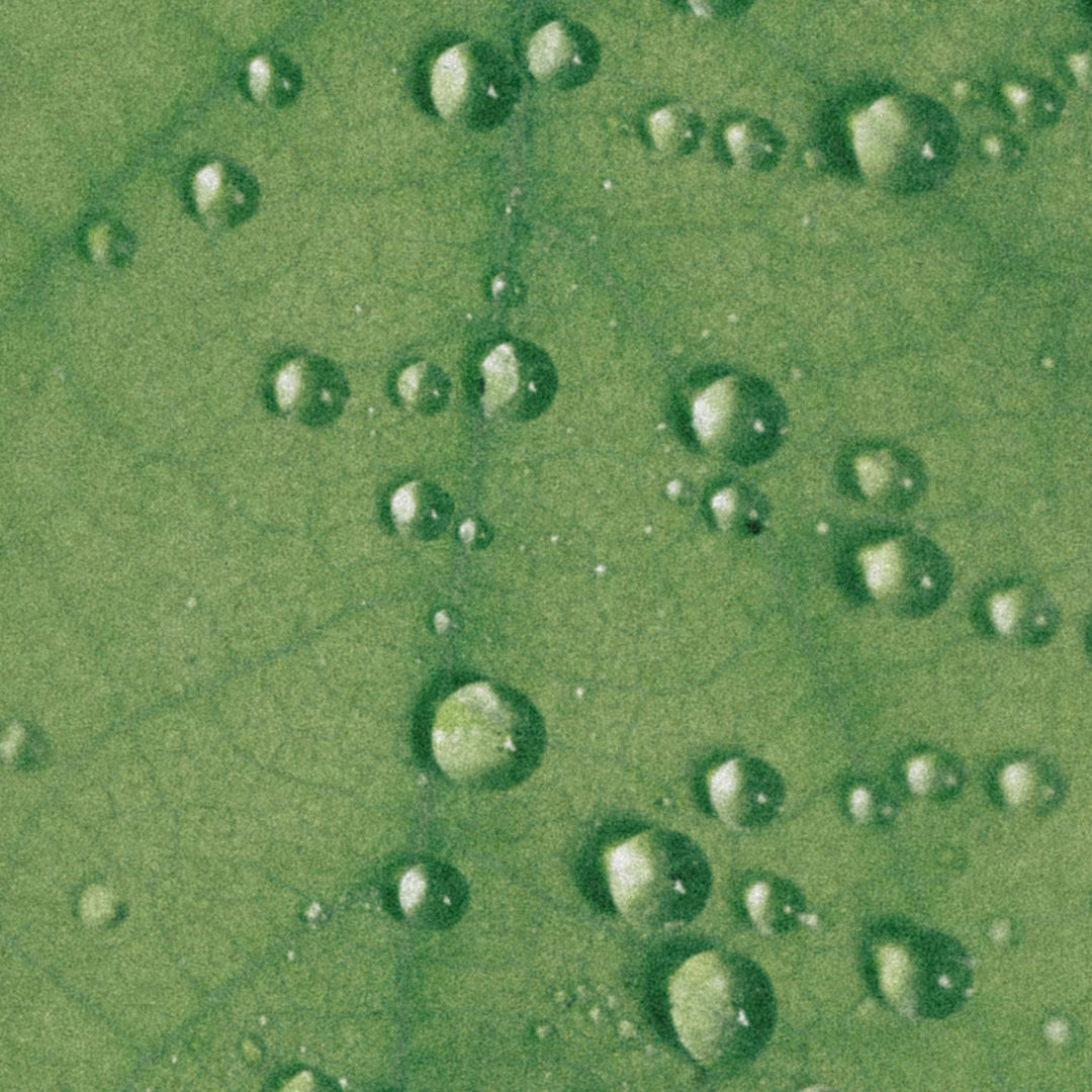 Brume de Rosée